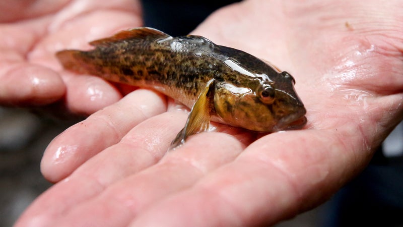 Seine-et-Marne: présents depuis deux ans dans les cours d'eau, les gobies à tache noire menace la biodiversité