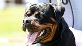 Près de Saint-Brieuc, un rottweiler a été tué par un voisin 