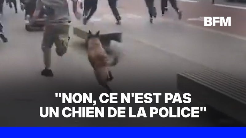 La police nationale dément avoir "lâché un chien" sur des manifestants à Lille