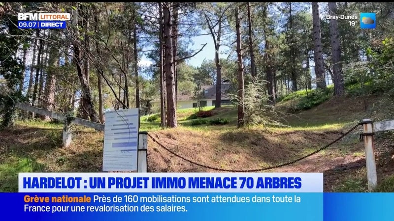 Hardelot : un projet immobilier menace 70 arbres dans le quartier de la pinède