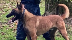 Chien en formation au CNFUC