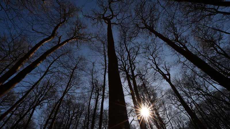 La forêt de Bercé, à Pruillé-l'Éguillé, dans la Sarthe, en février 2019 (photo d'illustration)