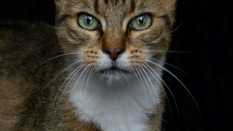 Une jeune femme a renversé un homme croyant qu'il était en train de tuer un chat (Photo d'illustration)