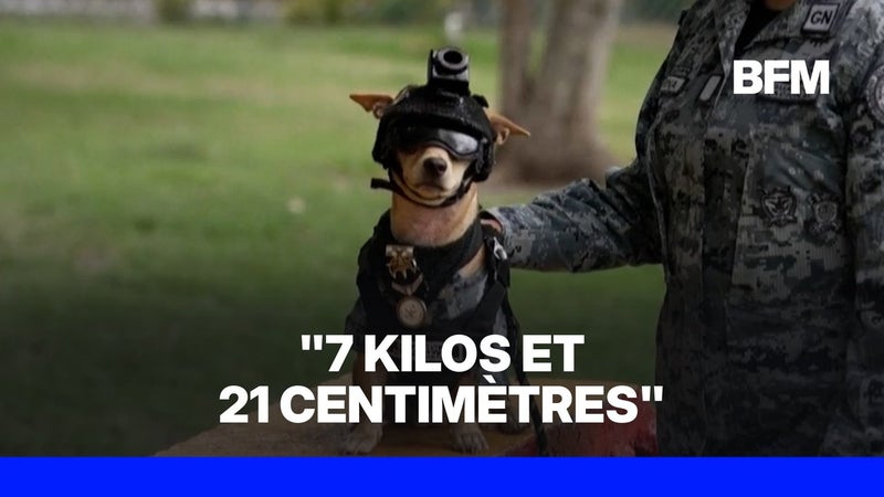 La Garde nationale mexicaine intègre un Chihuahua à ses rangs