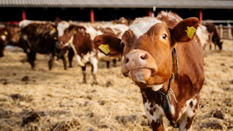 Héliportée, victime d'un traumatisme crânien… en Isère, une septuagénaire violemment blessée par une vache
