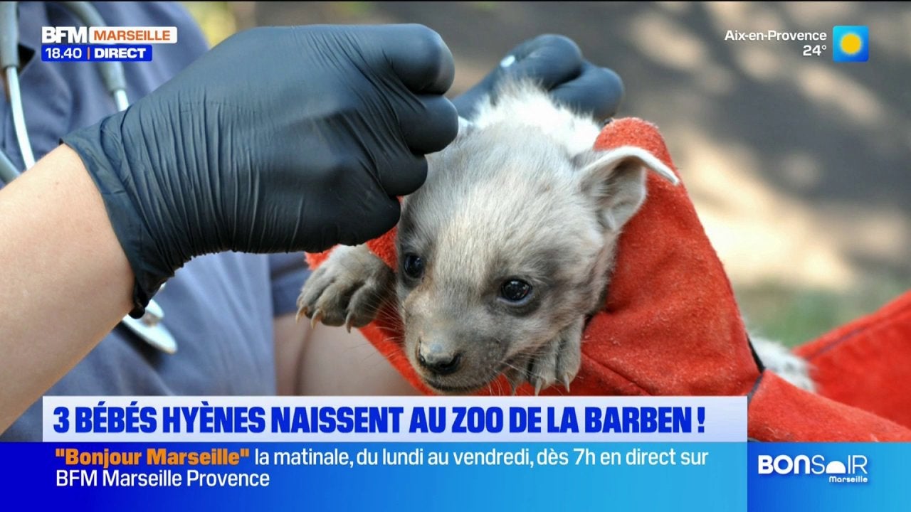 3 bébés hyènes naissent au parc animalier de la barben !