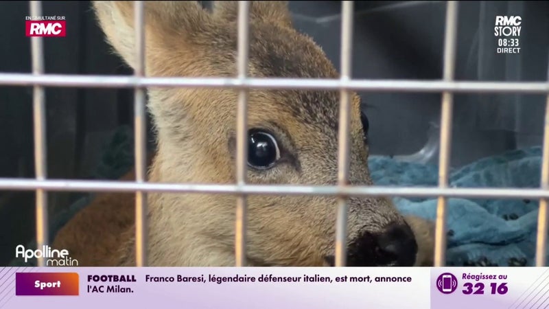 Incendies : un drame pour la faune sauvage