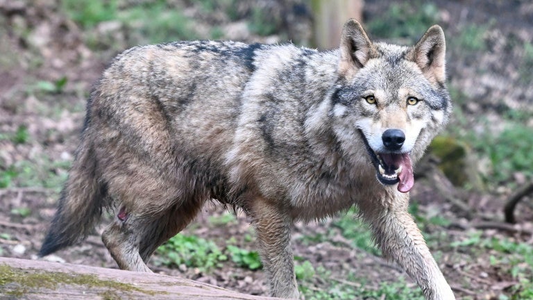 Le quota de loups qu'il sera possible d'abattre en 2026 va être relevé en France