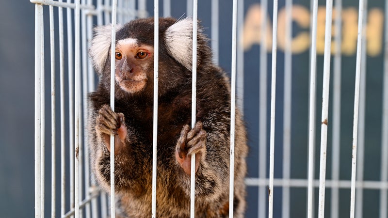 "Des familles entières, avec des jeunes": 14 singes volés dans un zoo des Pyrénées-Atlantiques