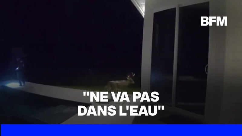 Floride: un cerf se retrouve coincé dans la salle de bain d'une maison