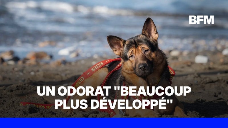 Marley, un chien aveugle échappe à l’euthanasie et devient secouriste en Italie