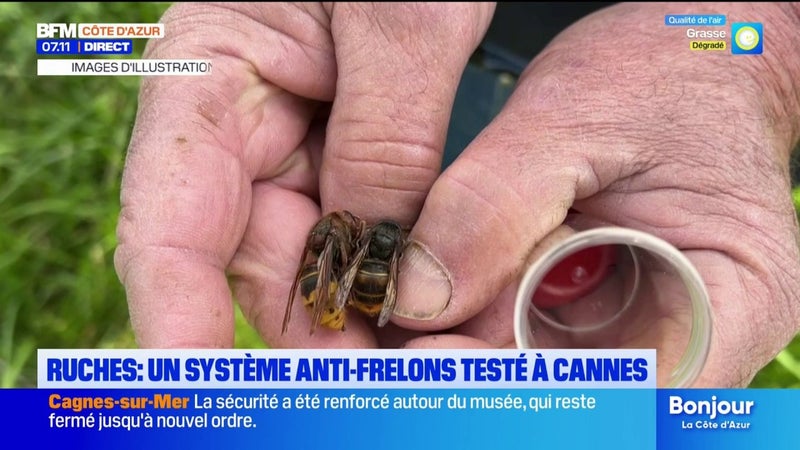Cannes : des barrières électriques pour protéger les ruches des frelons asiatiques