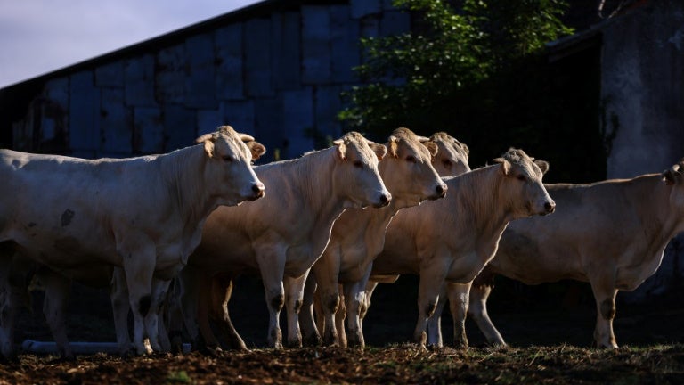 "Pas un centime" versé: un mois après l'annonce d'un plan d'aide, la colère des agriculteurs monte avant le Sommet de l’élevage