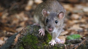 Rat (image d'illustration)