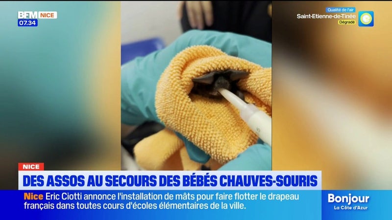 À Nice, des associations portent secours aux bébés chauves-souris
