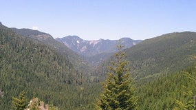 Forêt de l'Oregon où a été retrouvé le corps de Martha Morrisson (image d'illustration)