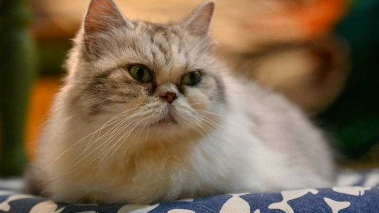 La SPA lance sa campagne de prévention des abandons d'animaux domestiques avant l'été