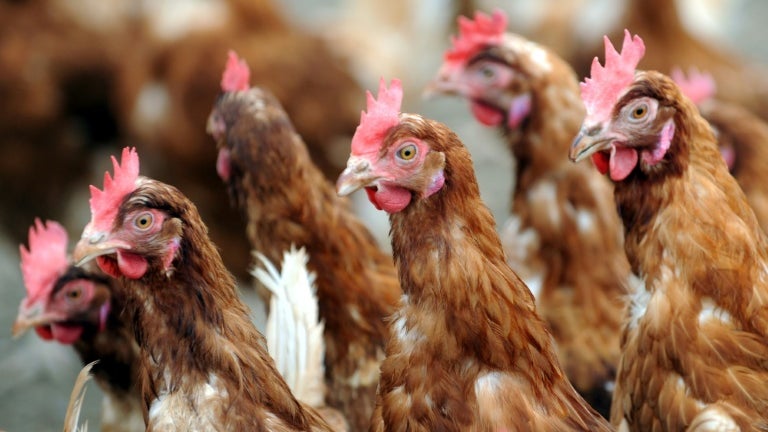 "Une belle retraite": 250 poules sauvées de l'abattoir, un appel lancé pour leur trouver des familles adoptives