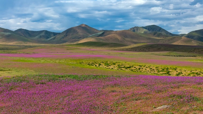 Les images du désert chilien d'Atacama transformé en tapis de fleurs après les pluies exceptionnelles provoquées par El Niño