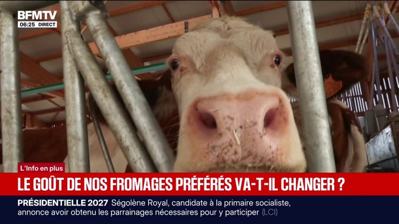 Sécheresse: le goût des fromages va-t-il changer?