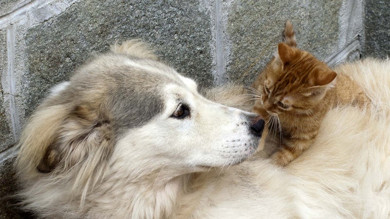 Si vous perdez votre animal, mettez vos émotions de côté si on vous contacte, car les arnaques pullulent