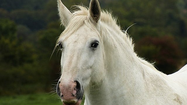 Une jument (image d'illustration)