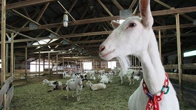 Chèvre (image d'illustration)