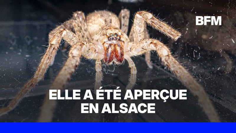 Surnommée "Nosferatu", une araignée se propage en Suisse et a été aperçue en France