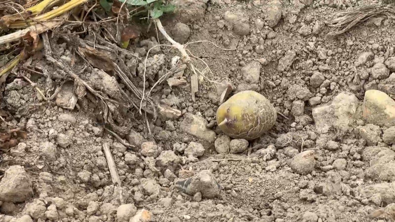 "Il faut respecter les règles": des agriculteurs du Nord victimes de glaneurs avant les récoltes
