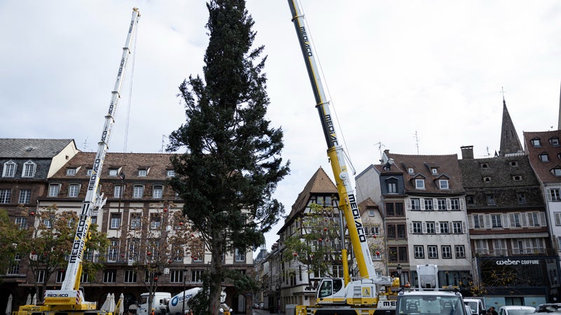 "Un emblème de joie et de bonheur": le grand sapin du marché de Noël de Strasbourg a été installé