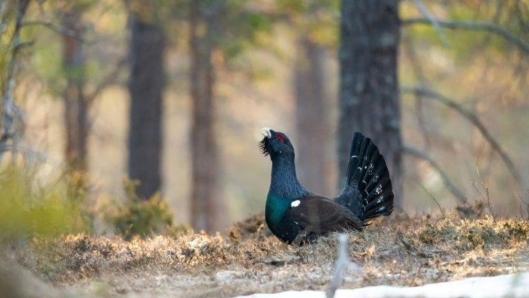 La chasse au grand tétras interdite en France en raison du déclin "spectaculaire" de l'espèce