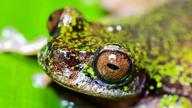 Pas plus de 18 mm de long: une nouvelle espèce de grenouille minuscule, appelée "déconcertante", découverte en Équateur