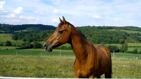 Un cheval (Photo d'illustration).