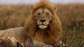 Un lion a dévoré le propriétaire d'un centre animalier en Slovaquie (image d'illustration)