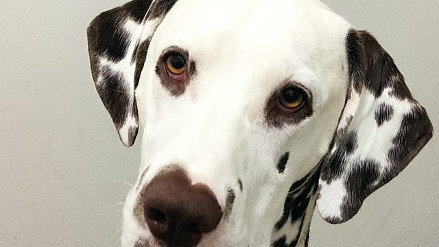 Un homme pend le dalmatien de sa compagne qu'il ne supporte plus (image d'illustration)