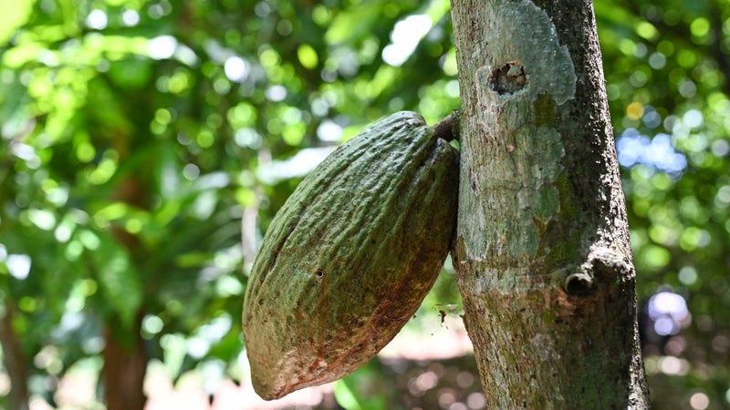 Si la Côte d'Ivoire ne fait rien, sa production de cacao pourrait chuter de 20% d'ici à 2050: le premier producteur mondial veut développer des variétés plus résistantes au changement climatique