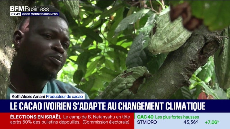 Le cacao ivoirien s'adapte au changement climatique