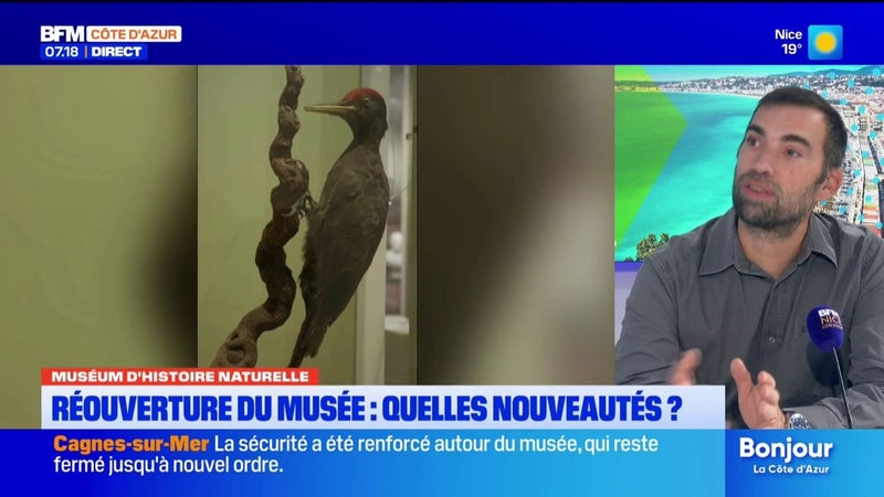 Nice : collections inédites, parcours repensé… ce qui vous attend au Muséum d’histoire naturelle
