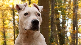 Un American Staff (image d'illustration)