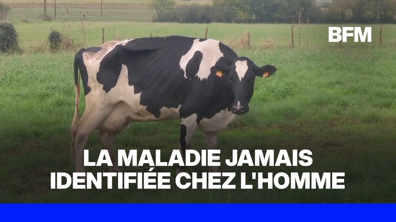 Virus Shamonda: un homme est mort à Lyon, la maladie n'avait encore jamais été identifiée chez l'être humain