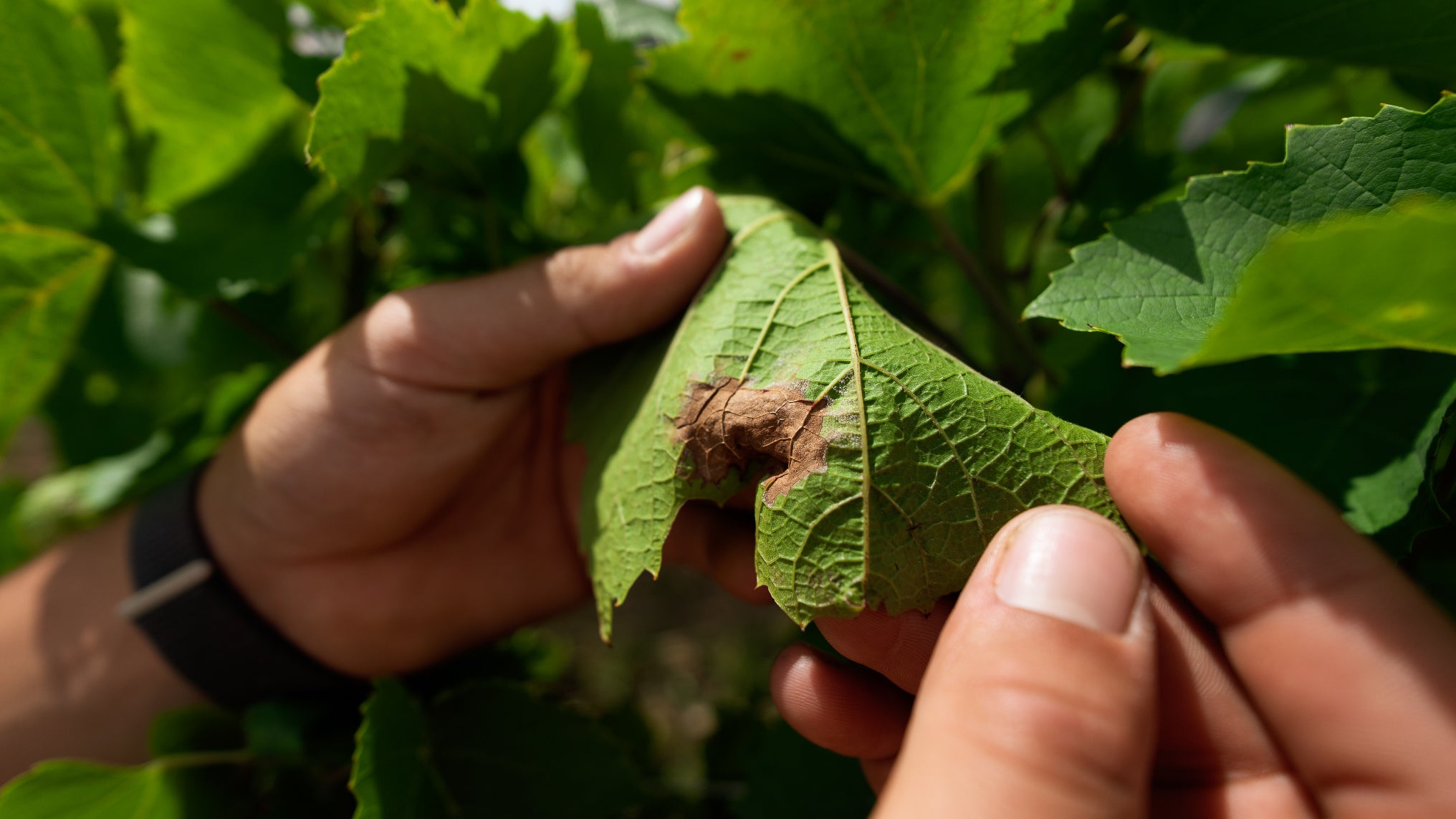 Le mildiou de la vigne 