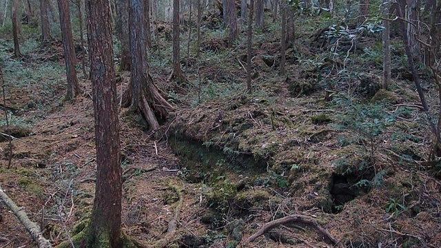 Les restes du corps de Mya Fuller ont été retrouvés dans une zone boisée isolée du Tennessee (États-Unis), début août 2022. (Photo d'illustration)