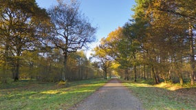 Un corps a été découvert en forêt de Sénart, dans l'Essonne.