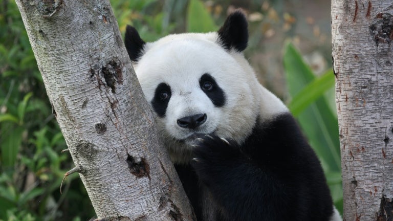 Ping Ping et Fu Shuang, deux pandas géants, sont arrivés aux États-Unis après y avoir été envoyés par la Chine