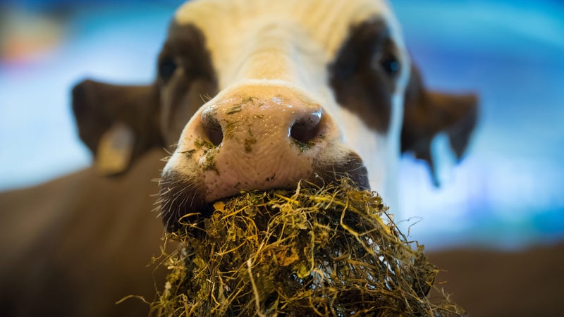 Entre concours de vaches et vieilles voitures de collection, la Foire froide va réchauffer la Haute-Savoie