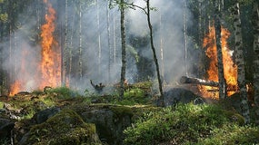 Incendie de forêt (image d'illustration)