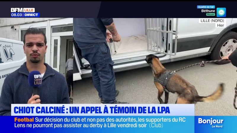 La LPA de Lille lance un appel à témoin après la découverte du corps d'un chien calciné