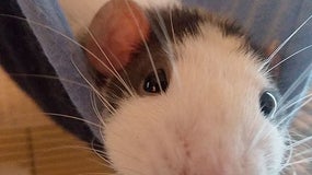 Rat (image d'illustration)