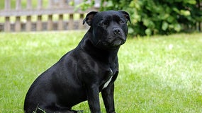 Une Staffordshire Bull-Terrier victime de maltraitances (image d'illustration)