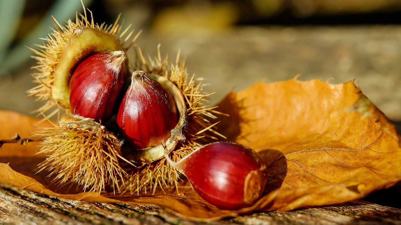 Pourquoi le premier jour de l'automne tombe-t-il le 22 septembre cette ...